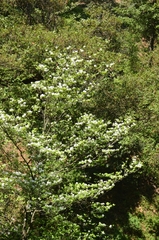 Cornus florida urbiniana