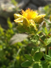 Hypericum maculatum maculatum
