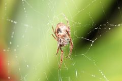 Araneidae