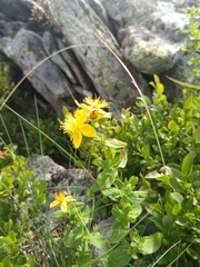 Hypericum maculatum maculatum