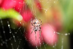 Araneidae