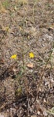 Hieracium umbellatum