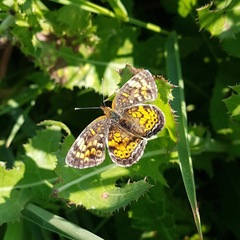 Phyciodes tharos orantain