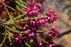 Erica rhopalantha