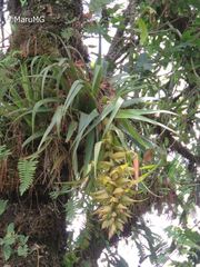 Tillandsia macrochlamys