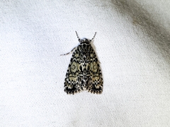 Acronicta heitzmani