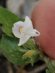 Carlowrightia torreyana