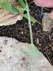 Carlowrightia torreyana