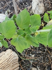 Carlowrightia torreyana