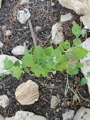 Carlowrightia torreyana