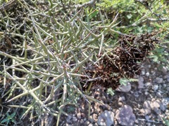 Castela stewartii