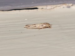 Mompha brevivittella