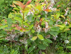 Salix silesiaca