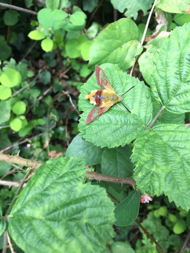 Hemaris fuciformis
