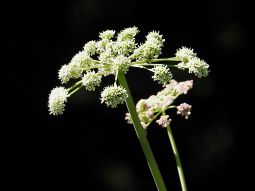 Lyall's angelica