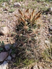 Coryphantha robustispina