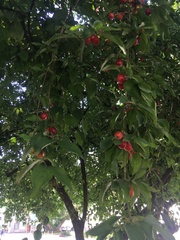 Cornus mas