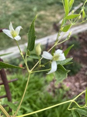 Clematis