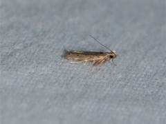 Monochroa quinquepunctella