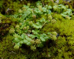 Hydrocotyle blepharocarpa