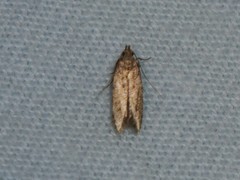 Monochroa quinquepunctella