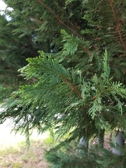 Cupressus × leylandii
