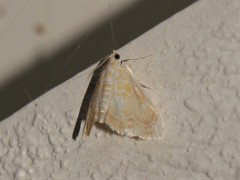 Glaphyria glaphyralis