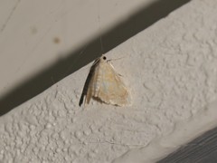 Glaphyria glaphyralis