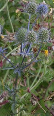 Eryngium bourgatii
