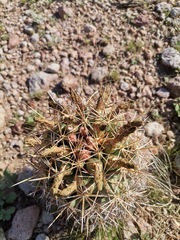 Coryphantha robustispina