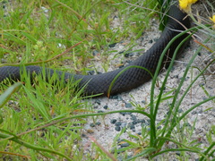 Pseudonaja affinis exilis