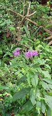 Vernonia gigantea image