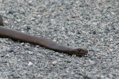 Pseudonaja affinis exilis