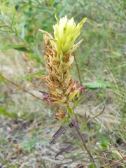 Castilleja lutescens