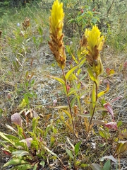 Castilleja lutescens