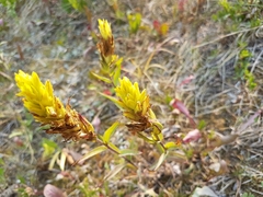Castilleja lutescens