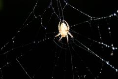 Araneidae