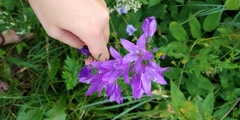 Campanula rapunculoides