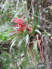 Tillandsia imperialis