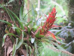 Tillandsia imperialis