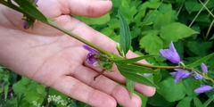 Campanula rapunculoides