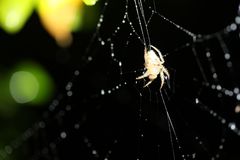 Araneidae