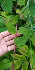 Campanula rapunculoides