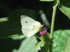 Pieris rapae