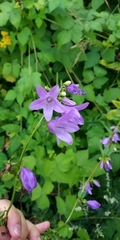 Campanula rapunculoides