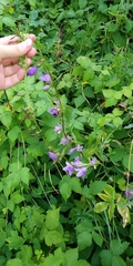 Campanula rapunculoides