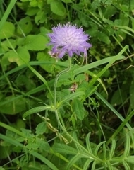 Knautia arvensis