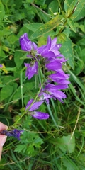 Campanula rapunculoides
