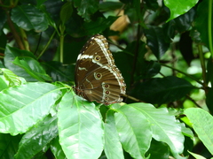Morpho helenor achillaena