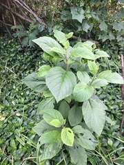 Varronia cylindrostachya